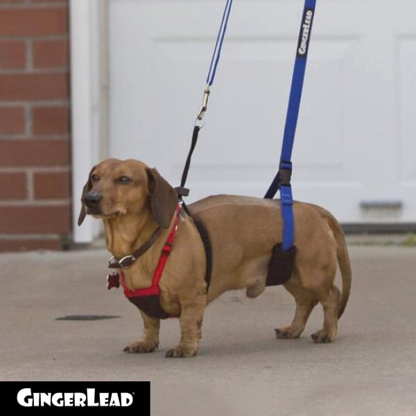 GingerLead Support Sling - Mini Unisex image 0