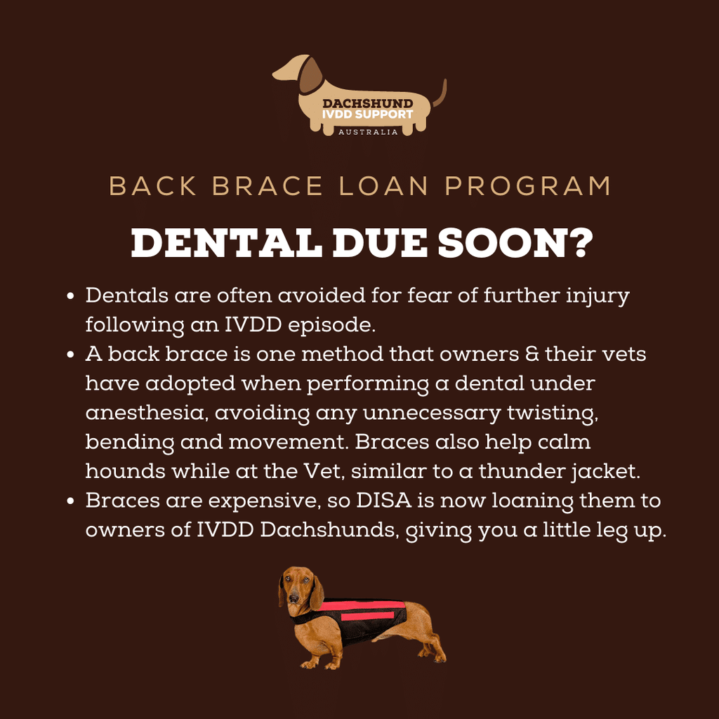 Wiggleless Back Brace - Rent for dentals (Size Small Long) image 3