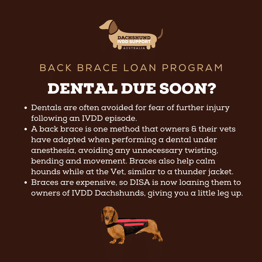 Wiggleless Back Brace - Rent for dentals (Size Small Long) image 3