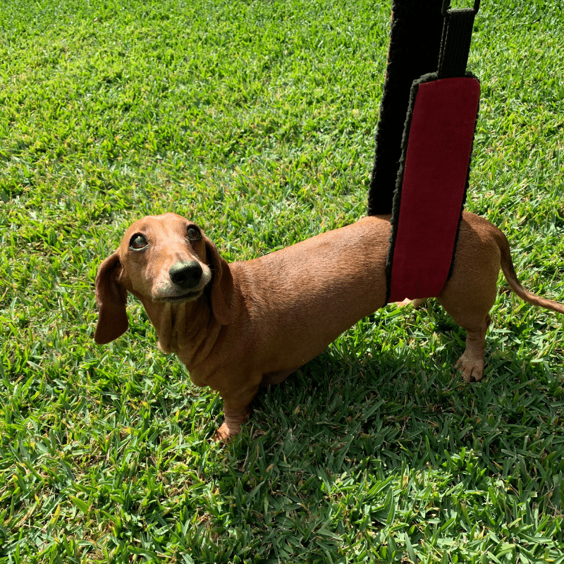 Support Sling by DISA - Unisex (up to 9kg*) + Free DISA Stroller Badge image 0