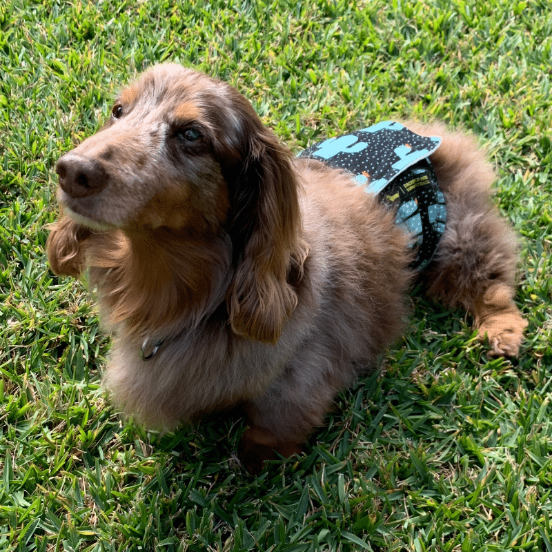 Belly Band Wraps for Boys image 0