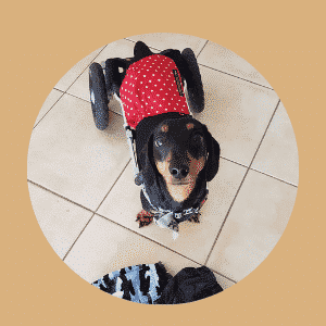 Belly Band Wraps for Boys image 2