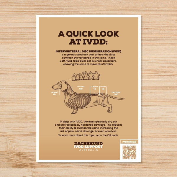 Ivdd Website A Quick Look at IVDD A4 Brochure – Dachshund IVDD Support Australia
