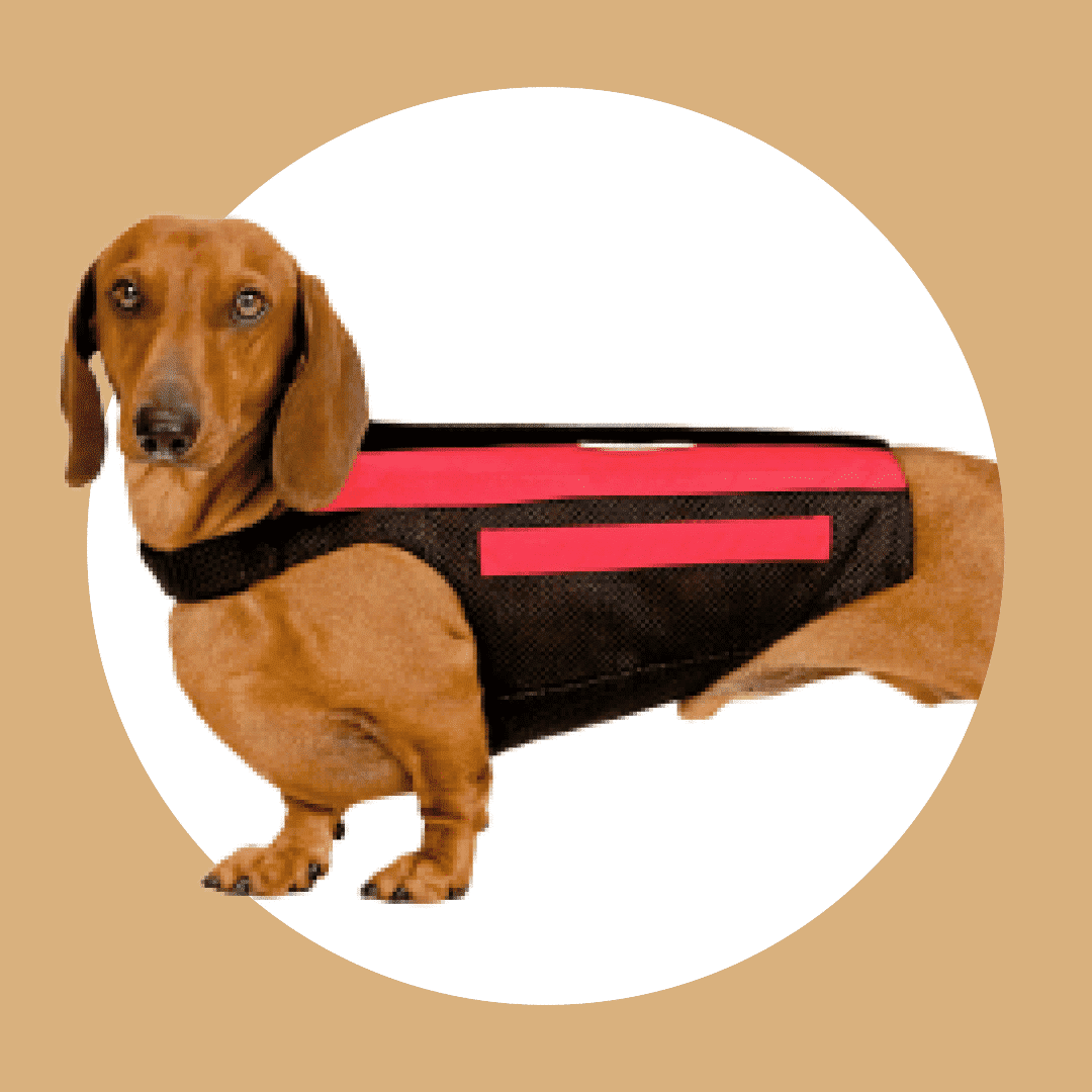 Wiggleless Back Brace - Rent for dentals (Size Small Long) image 1