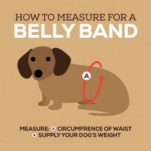 Belly Band Wraps for Boys image 1